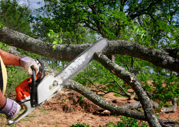 Tree Root Removal in Allendale, MI